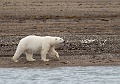 Nanuk at Coningham Bay